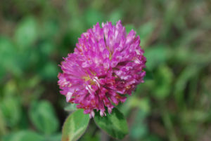 Red clover on green background
